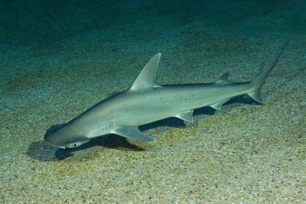 News: 500 more animal species protected