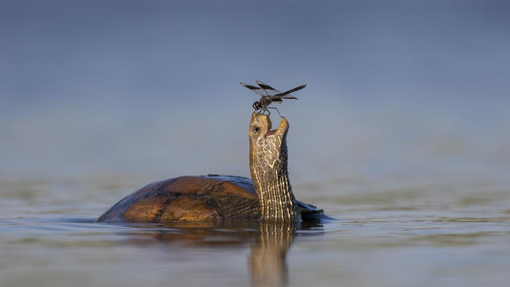 News: Wildlife photography awards