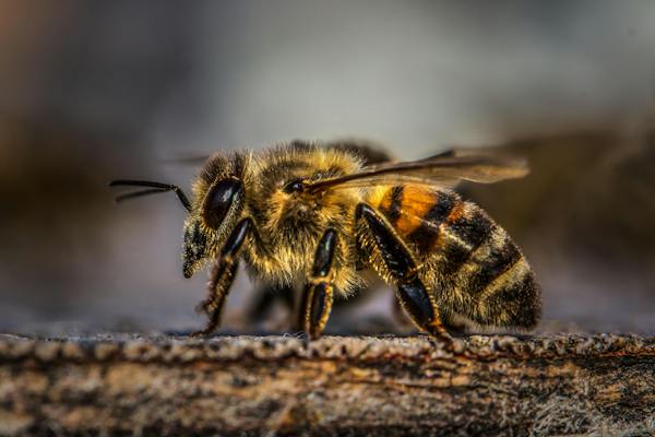 Bees