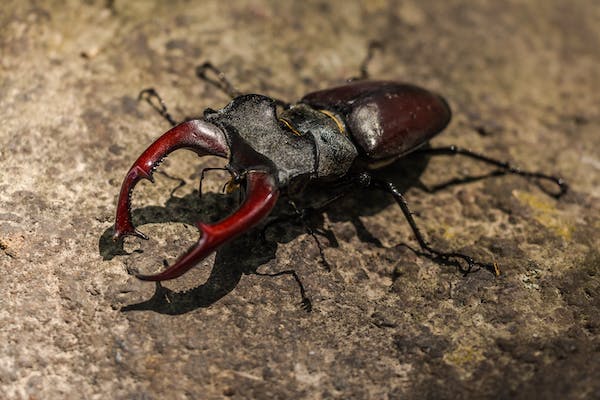 Beetles