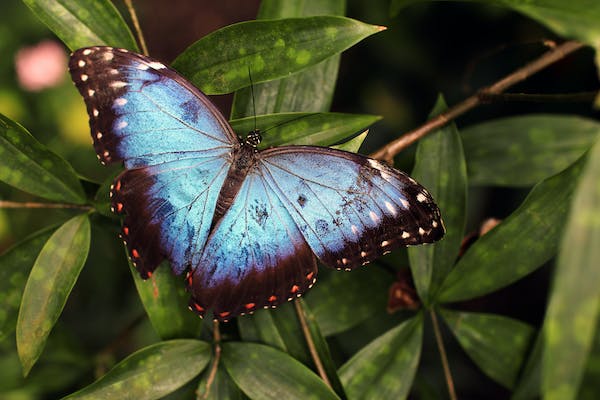 Butterflies