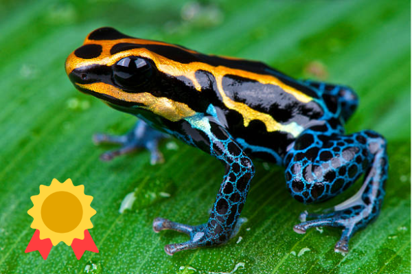 an image of a dart frog