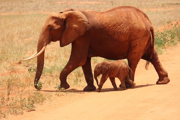 Mammals