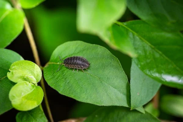 Isopods