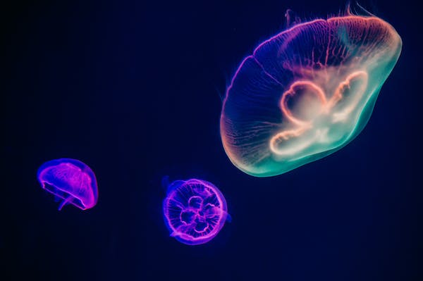 Marine Life