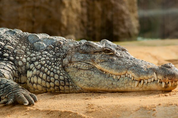 Reptiles