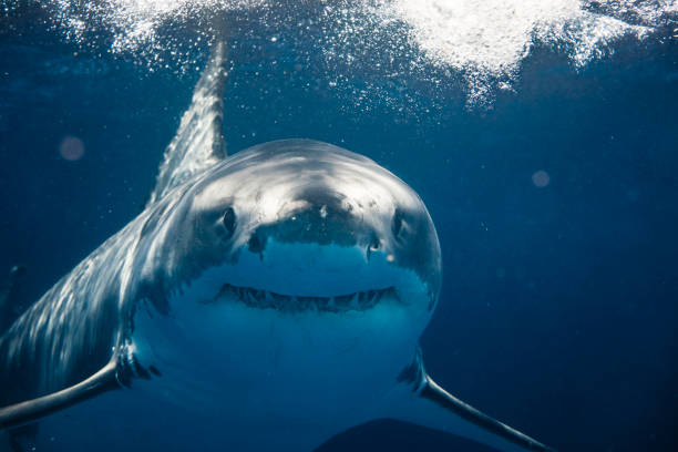 Sharks