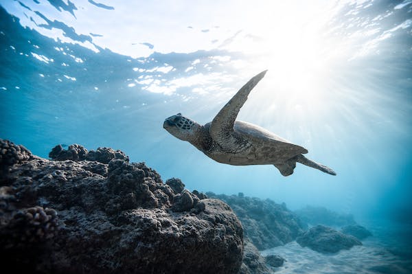 Turtles