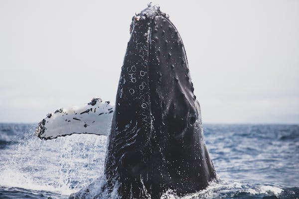 Whales